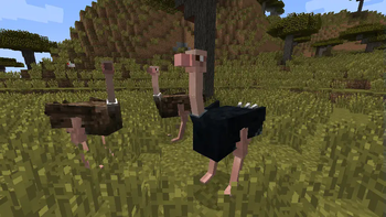 Ostriches