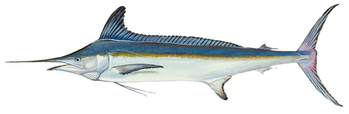 The fishing pack