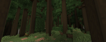 Old Growth Temperate Forest 