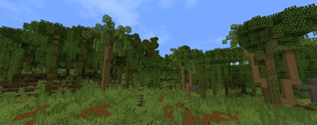 Tropical Rainforest