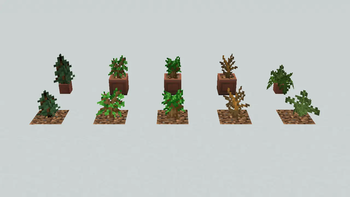 Potted plants