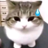 LotusFungo