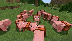 Pigs