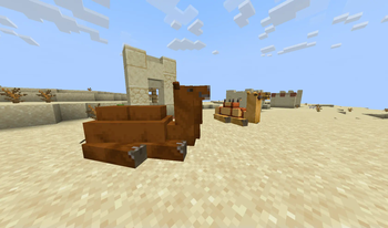 2 Humped camel (Bactrian camel)