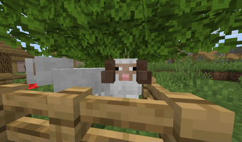 Horned sheep