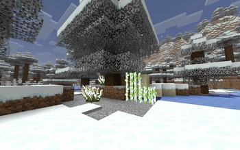 Sugarcane