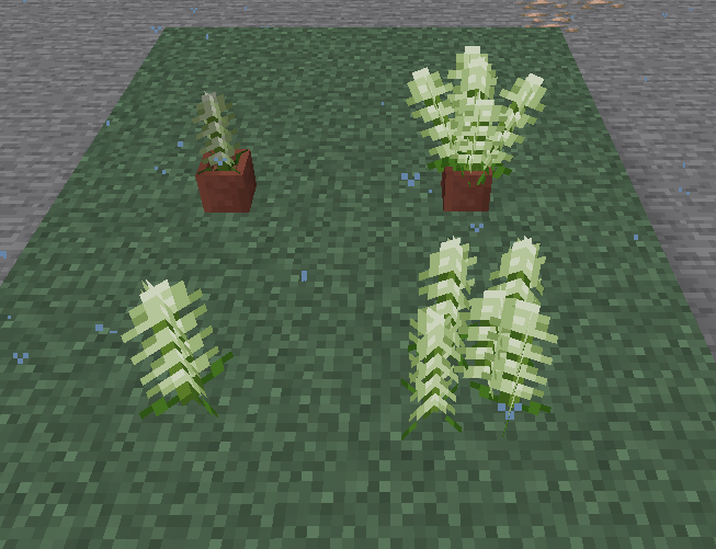 Bells of Ireland - 4 Flower Variants