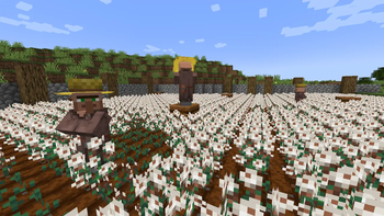 Farming Cotton