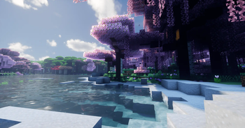 Cherry Blossoms