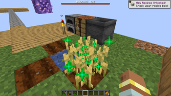 Growing wheat
