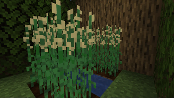 New Crop: Sesame Crop!