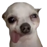 doggo958