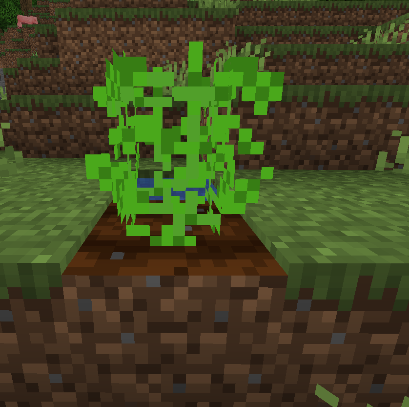 Tobacco crop stage3