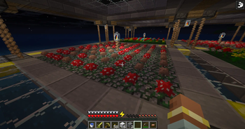 A Mushroom farm and a Flower farm