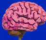 Brain powers