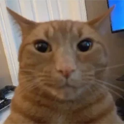 Suffering_Cat