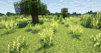 Grass