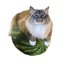 Cot on Watermelon