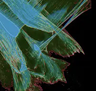 bluecalx