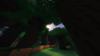 Dark Forest