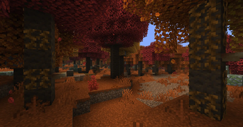Dappled Forest