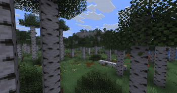 Birch forest