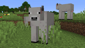 British White Cow