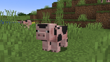 Pietrain Pig