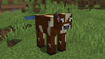 Hereford Cow