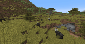 Wildebeests relaxing and eating grass
