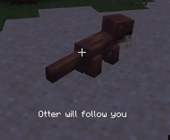 Otter following