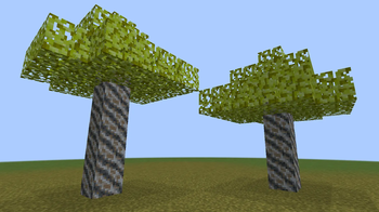 Lacewood Trees