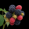 Realistic Berry Cluster