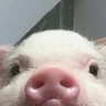 hryak
