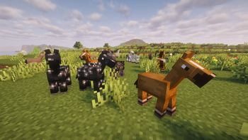 Baby horse