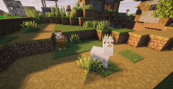 Baby llama