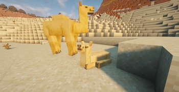 Baby camel