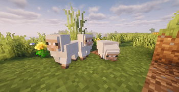 Baby sheep