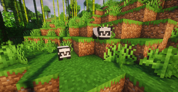 Baby panda