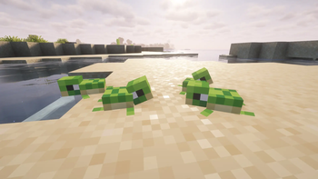 Baby turtle