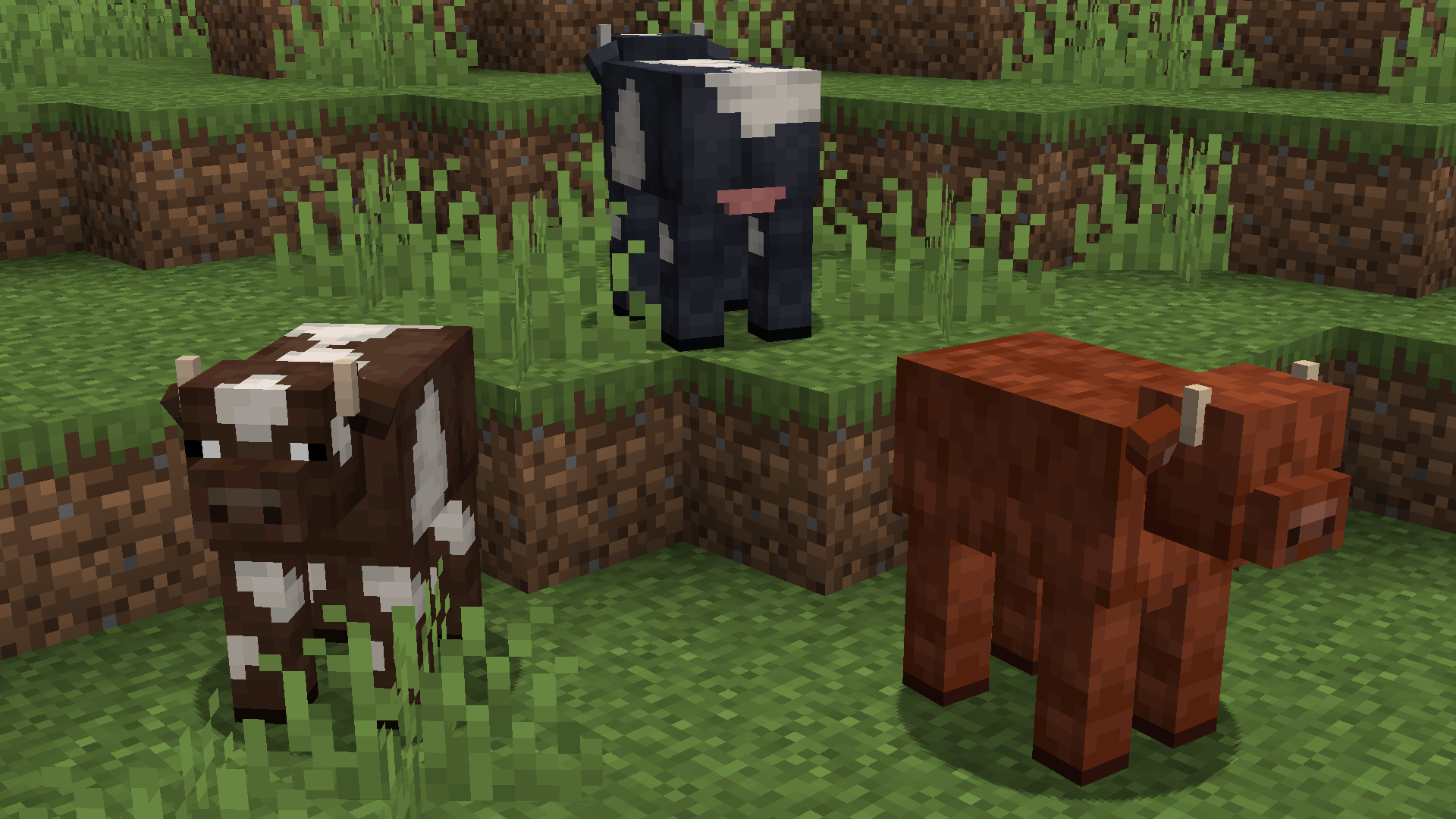 Cows