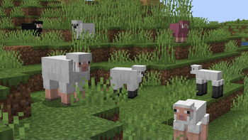 Sheep