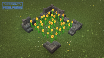 Sunflower variants