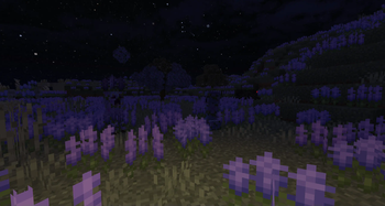 Lavender Field