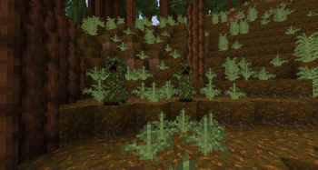 Redwood Forest