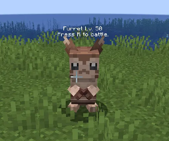 Furret