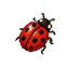 Coccinelle