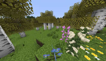 [Adventure] Birch forest