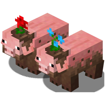 Muddy Pigs
