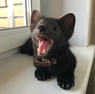 pancakethepuppy